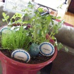 DSCF9980 150x150 Whitney Farms® 100% Natural & Organic products for your summer plants