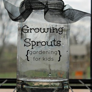 sprouts
