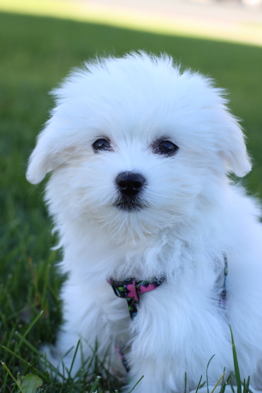 Adorable White Havaneese Pup